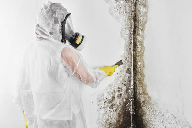 Best Kitchen Mold Remediation in Burlington, KS
